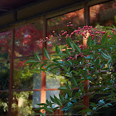 依水園,紅葉(PK3_0763,F7.1,48mm,K-3)2014yaotomi_.jpg