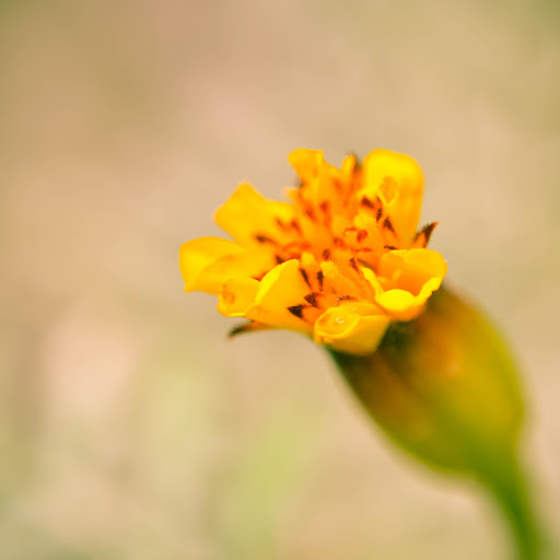 Hd-163796-ascw163796