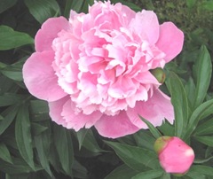 Spring 2012 dads pink double peonies1