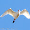 Cattle Egret; Carcilla Bueyera