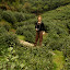 Longjing tarasy herbaciane