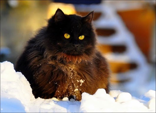 1360262306_cat-in-snow-006