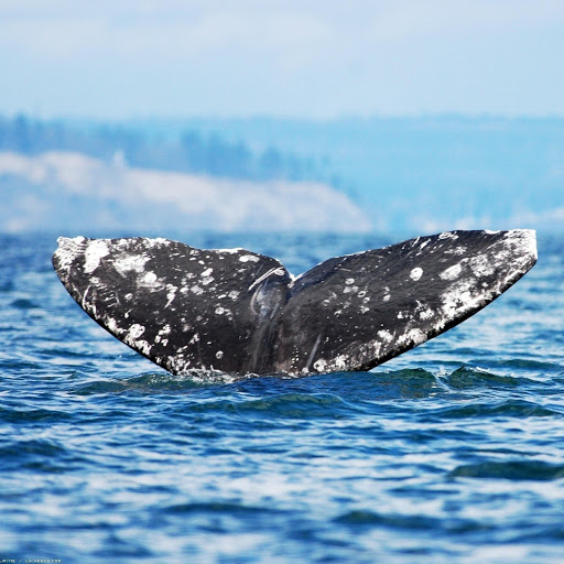 Hd-162167-ascw162167