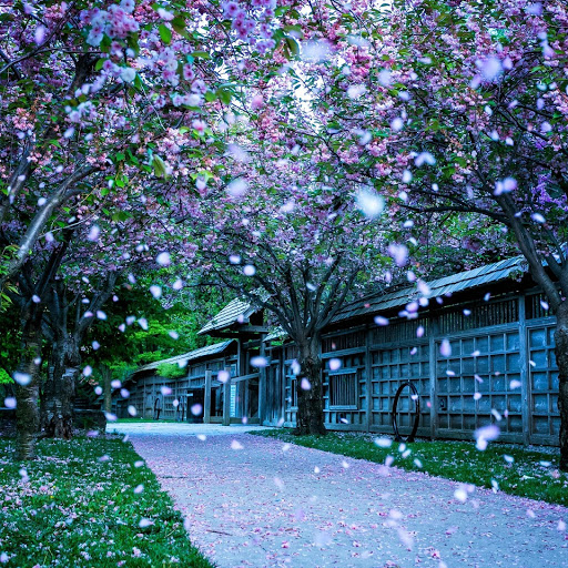 Hd-155254-ascw155254