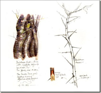 bark and spines buckthorn sm