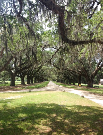 entrance to boone hall (1 of 1)