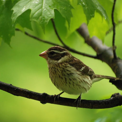 Hd-185742-ascw185742