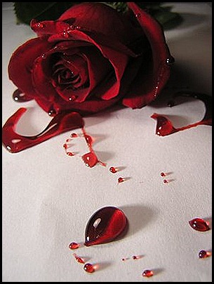 bleeding_red_rose1_by_UrDisasterousStock