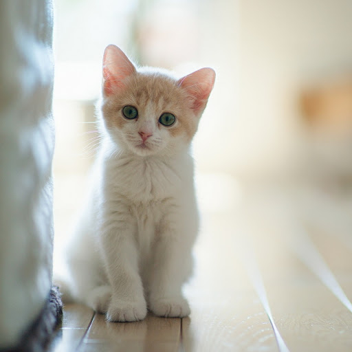 Hd-169033-ascw169033