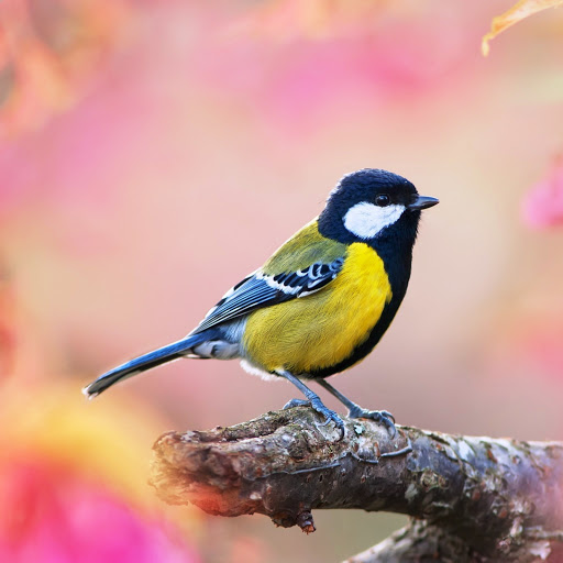 Hd-142180-ascw142180