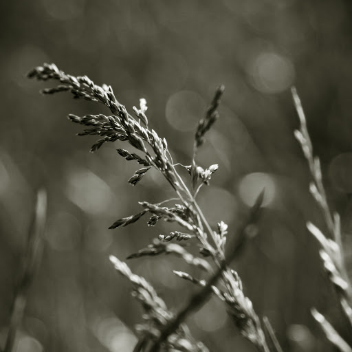 Hd-131801-ascw131801