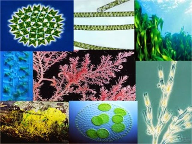algae group