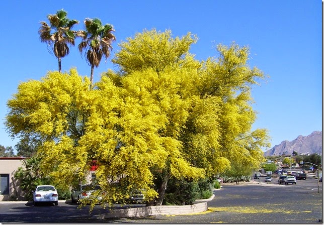 Palo verde cropped