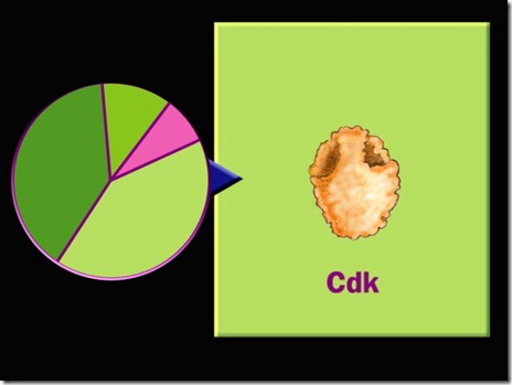Cell cycle-CDK