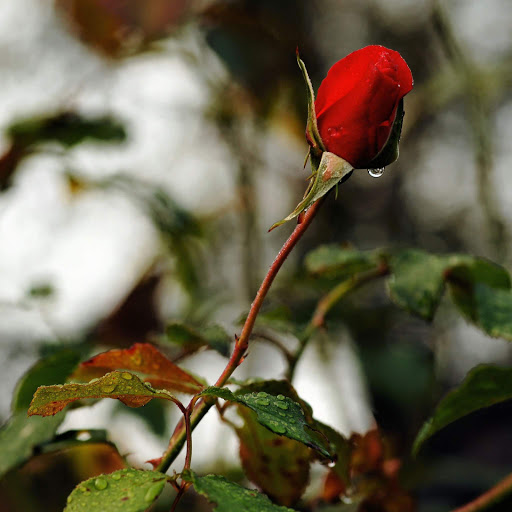 Hd-152517-ascw152517