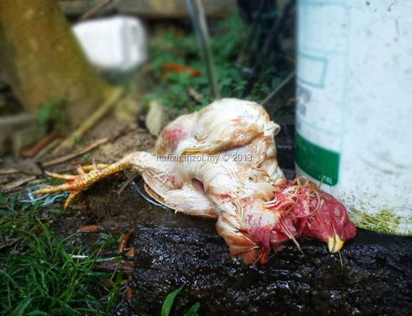 Sembelih Ayam Kampung Buat Gulai