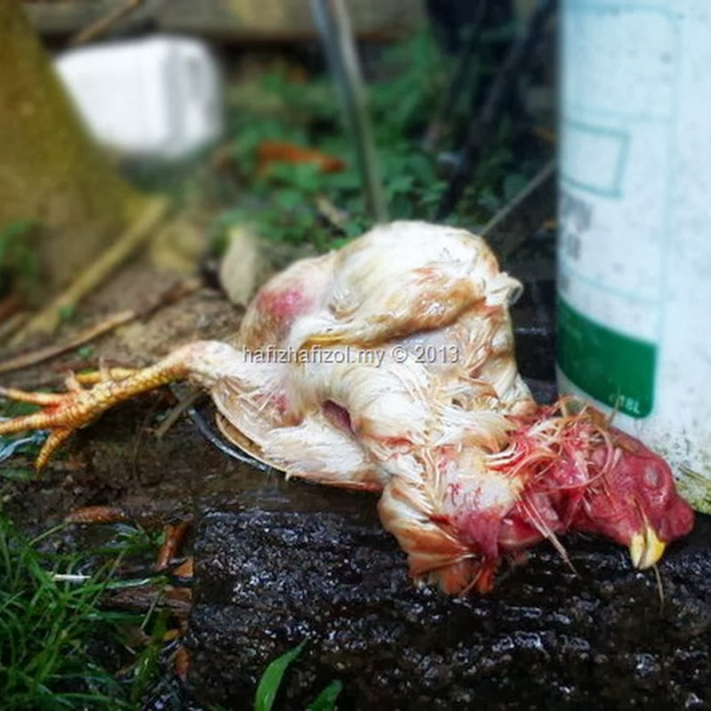 Sembelih Ayam Kampung Buat Gulai