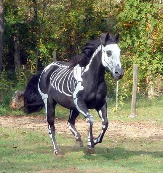 Cavalo esqueleto 06