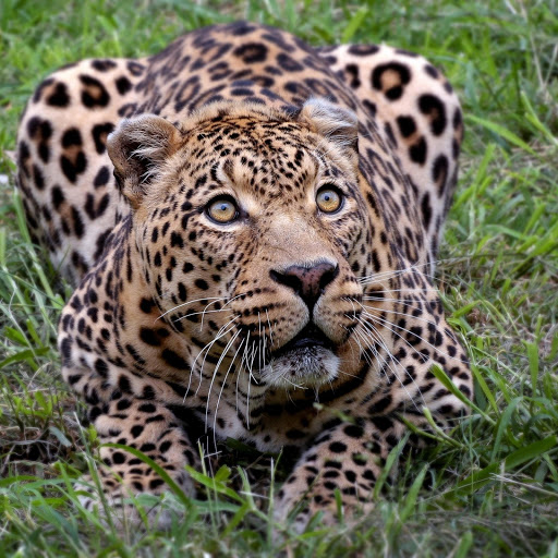 Hd-182060-ascw182060