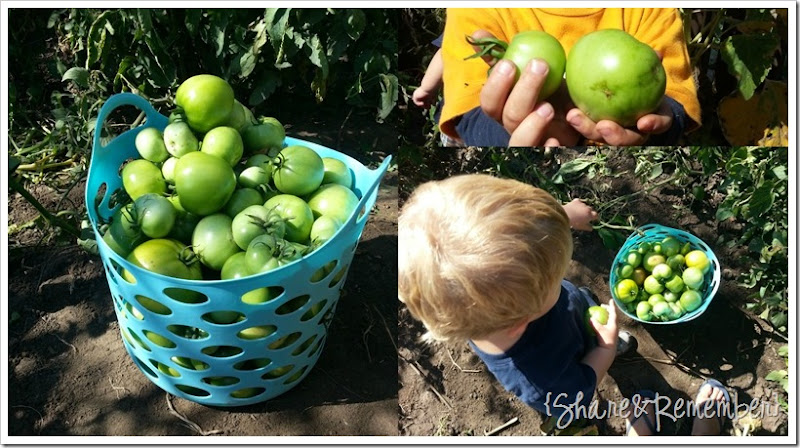 picking tomatotes