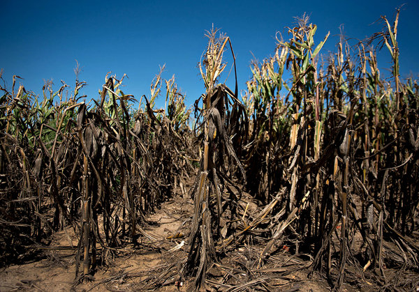 Drought-damaged corn plants stand in a field during harvest in Le Roy, Illinois, 11 September 2012. Daniel Acker / Bloomberg