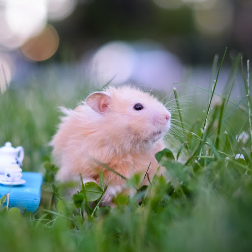 Hd-168790-ascw168790