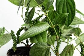 Black Pepper climbing roots Black Pepper climbing roots