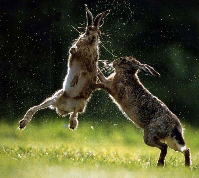 [rabbit-fighting-rabbit%255B3%255D.jpg]