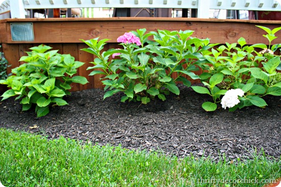 how to grow hydrangeas