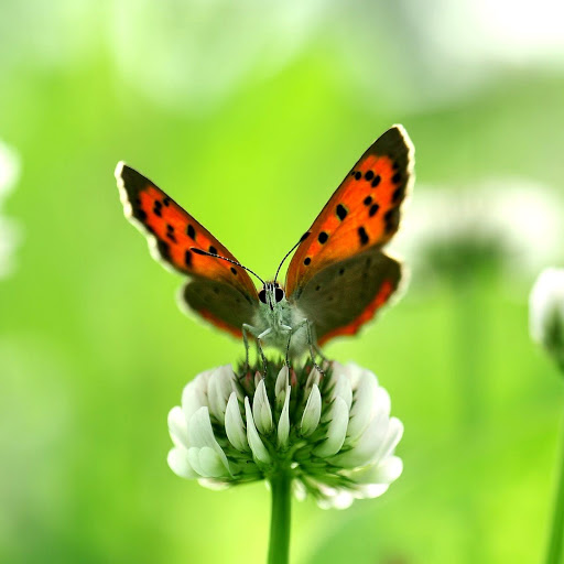 Hd-162165-ascw162165