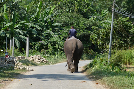 Elefant pe sosea