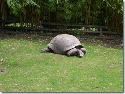 2011.07.26-012 tortue géante