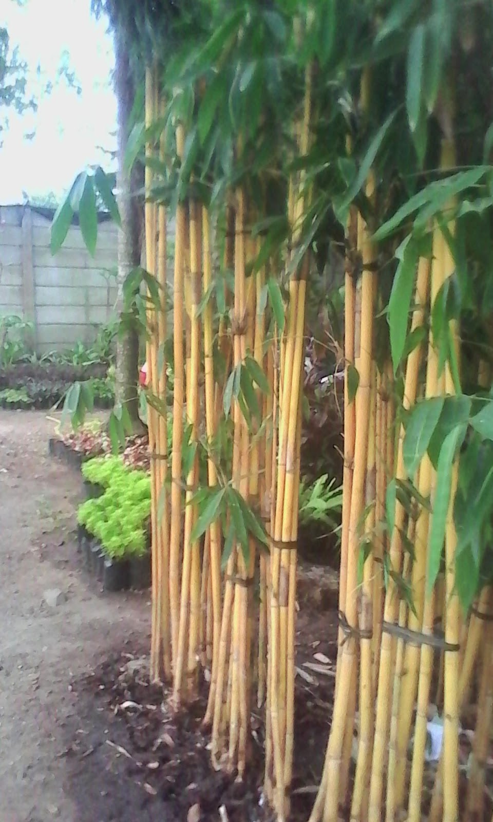 Inspirasi Terbaru 15 Pagar Bambu Biasa 