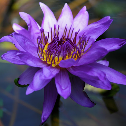 Hd-175245-ascw175245