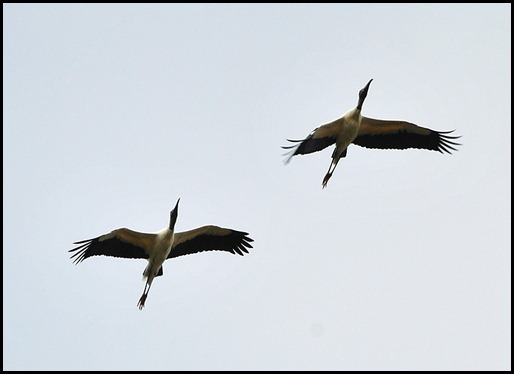 11 - Wood Storks