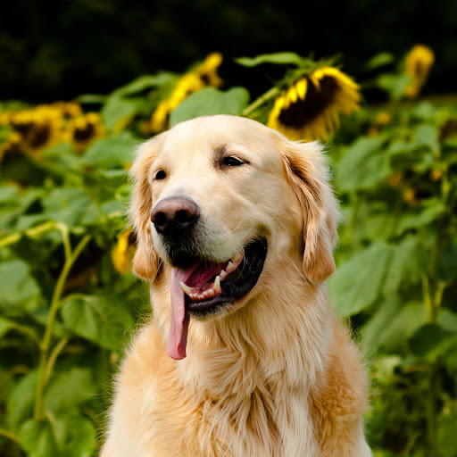 Hd-183158-ascw183158