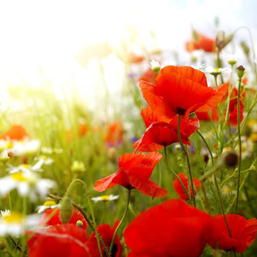 Hd-141674-ascw141674