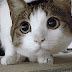 Funny Cats Video - Funny Cat Videos Ever- Funny Videos - Funny Animals Funny Animal Videos