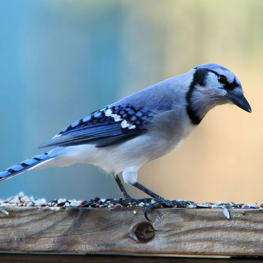 Hd-135555-ascw135555