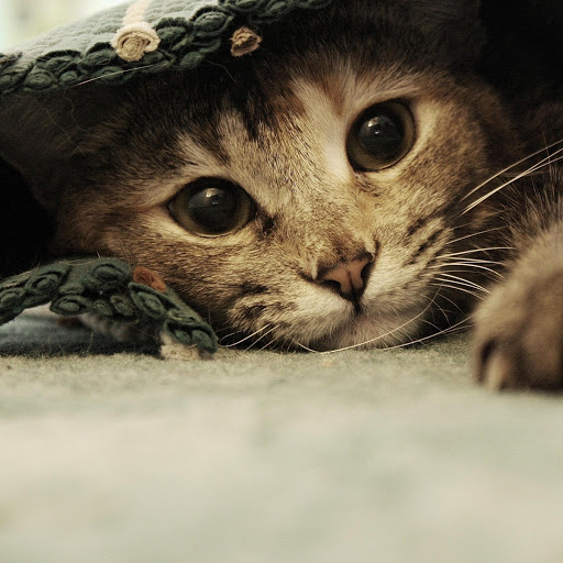 Hd-137115-ascw137115