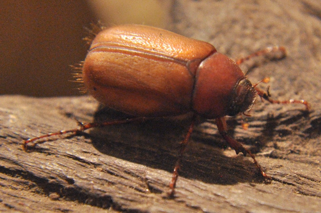 Roron Insecto + que Hexapoda