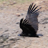 Cinereous Vulture, Buitre Negro