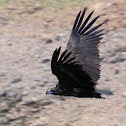 Cinereous Vulture, Buitre Negro