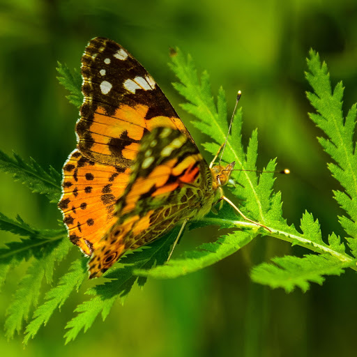 Hd-190556-ascw190556