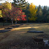 東大寺・紅葉(PK3_0356,28mm,F8,K3)2014yaotomi_.jpg