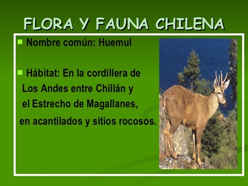 flora y fauna chilena (7)