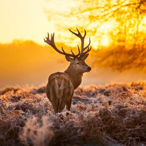 Hd-173801-ascw173801