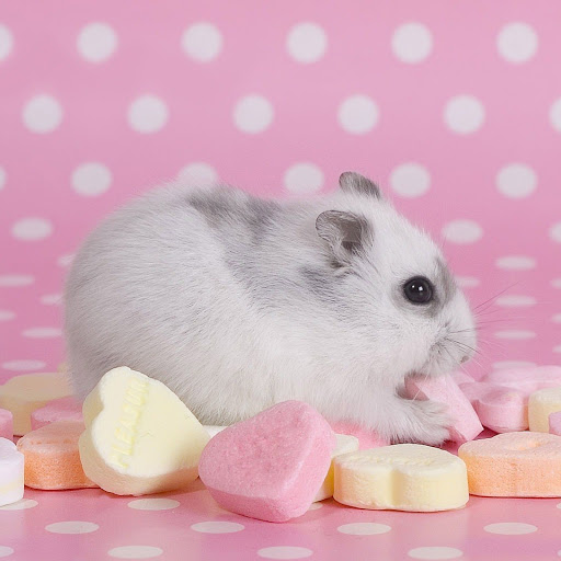 Hd-180076-ascw180076