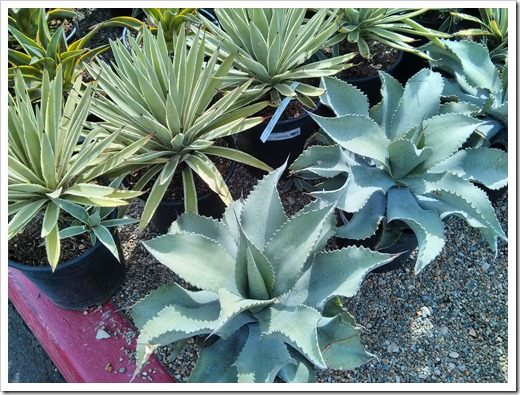 130315_GreenAcresFolsom_Agave-Mr-Ripple- -vivipara