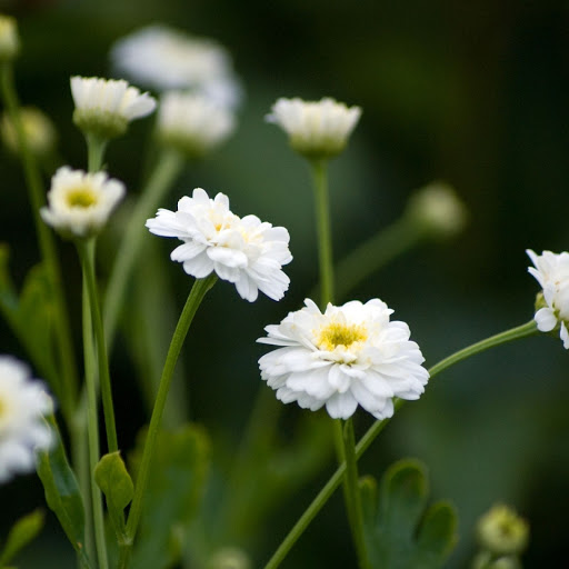 Hd-146797-ascw146797